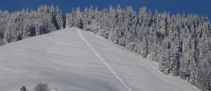 Berg- und Skiführer